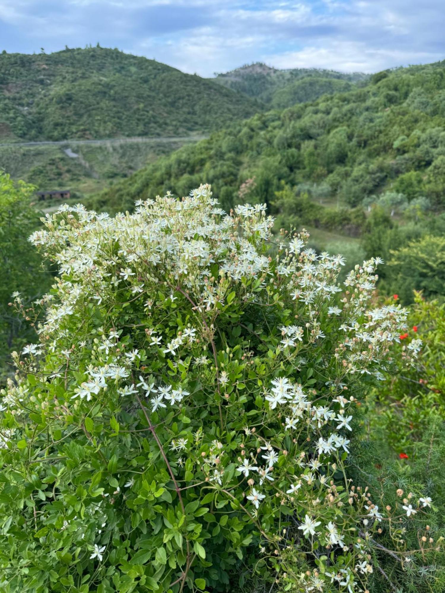 Qyteza Guest House & Camping Σκόδρα Εξωτερικό φωτογραφία